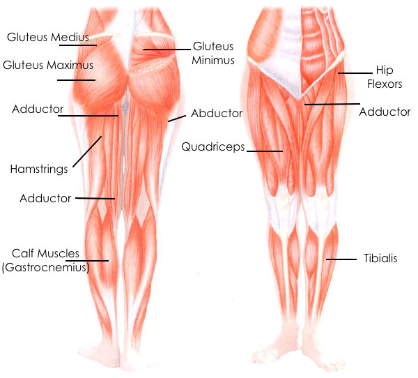 Muscles Of The Butt 107