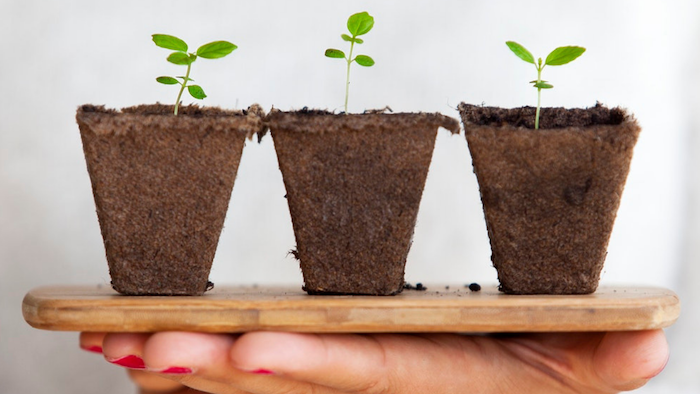 Organic Crop Seedlings on a board