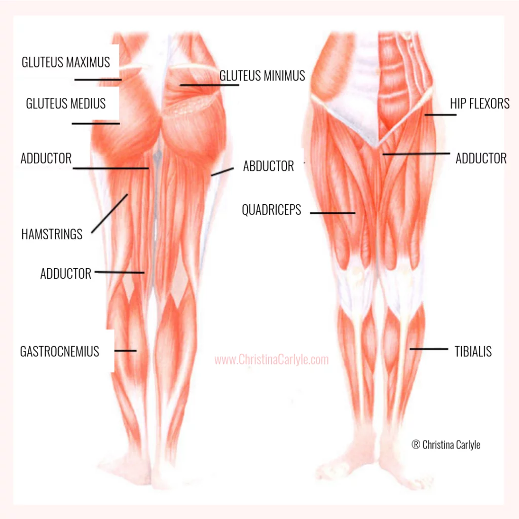 graphic of the leg muscles that leg exercises target