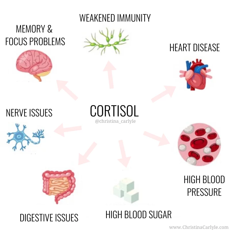 The different body functions that cortisol directly affects in a negative way