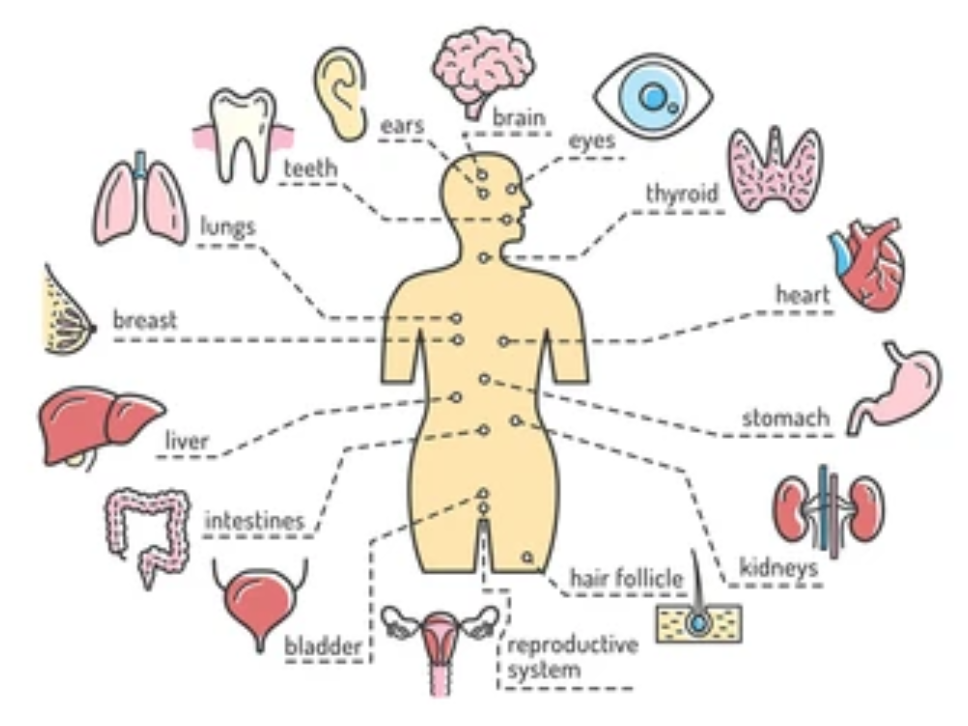 a graphic showing how BMR calories are distributed throughout the body