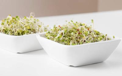 How To Grow Broccoli Sprouts At Home (Easy Method)