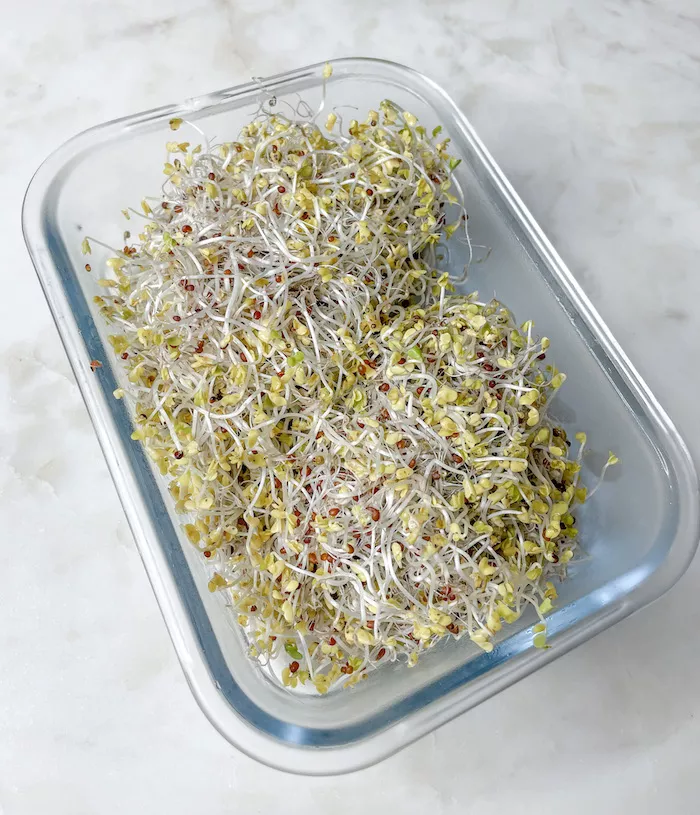 Broccoli sprouts in a storage container