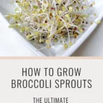 Broccoli sprouts in a dish and text that says How to Grow Broccoli Sprouts