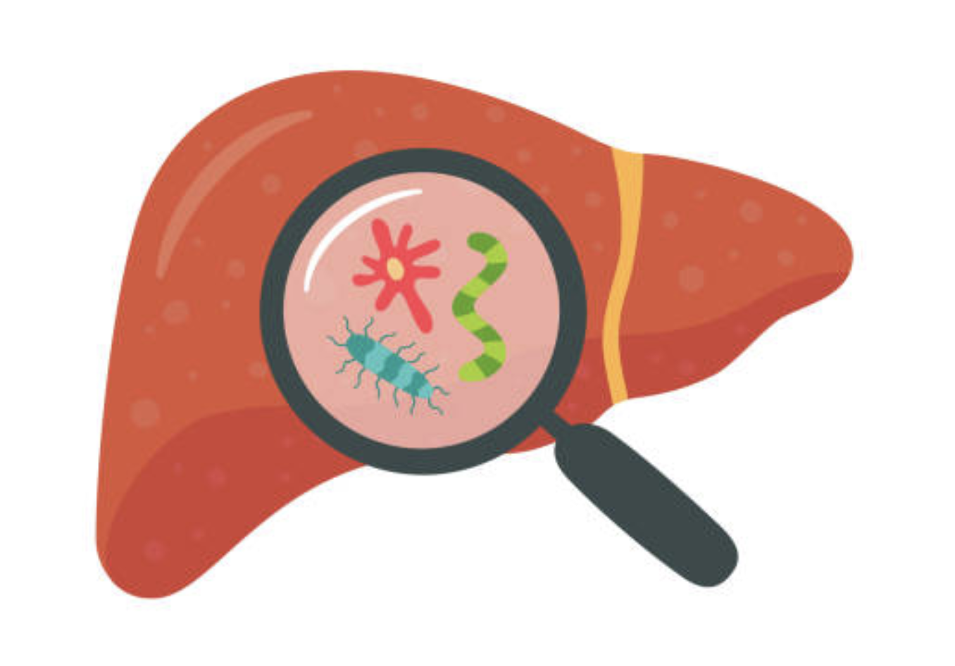 An illustration of a liver with a magnifying glass showing microbes 