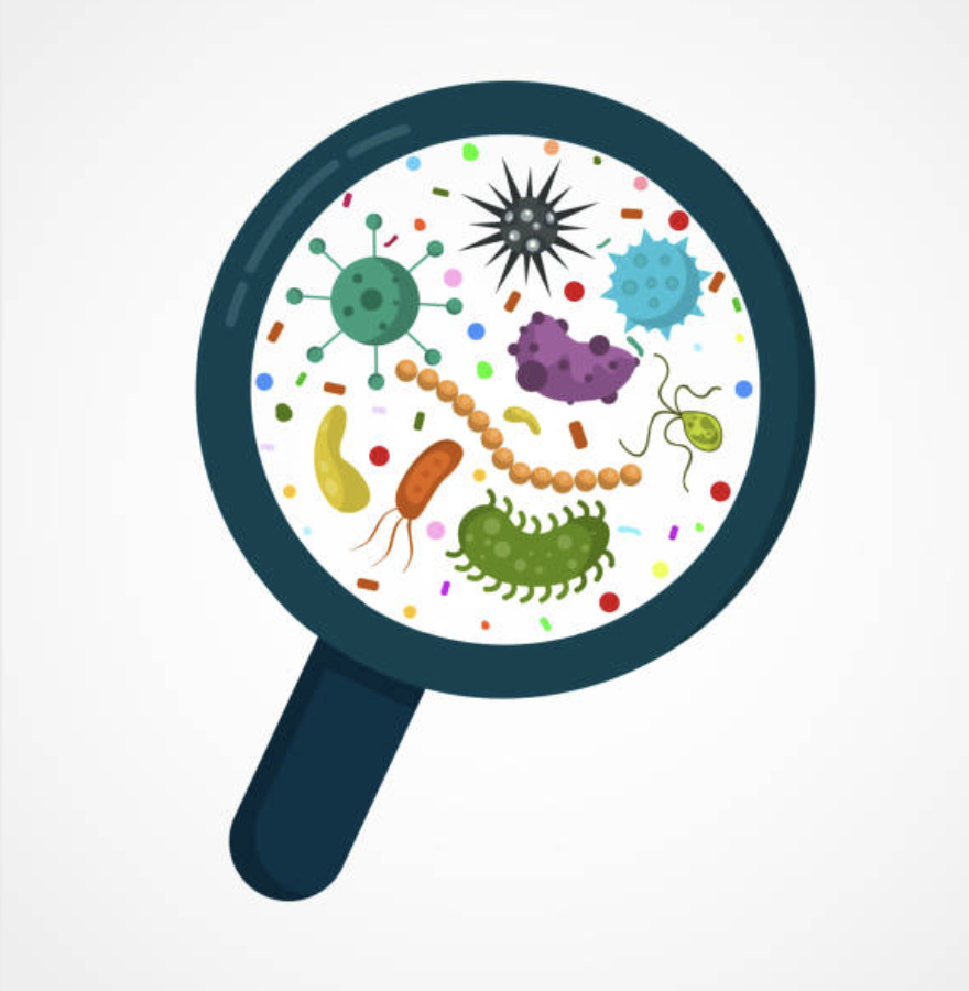 Gut microbes an illustration of microbes under a magnifying glass