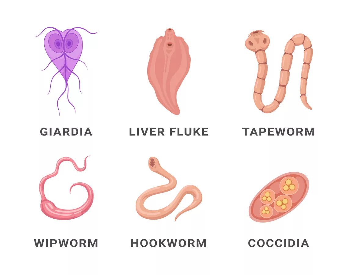 Human intestinal parasites set infographic with giardia liver fluke tapeworm whipworm hookworm coccidia