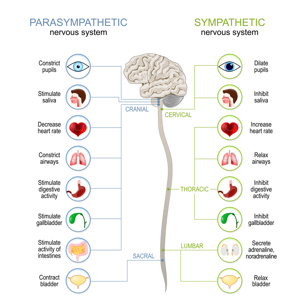 an infographic of the Sympathetic And Parasympathetic Nervous System Differences between the connected inner organs, brain and spinal cord
