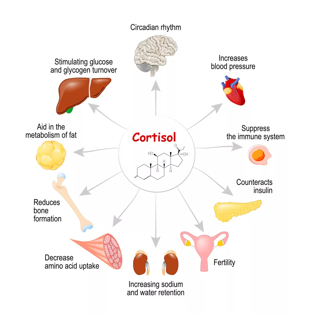 An infographic that shows different ways cortisol affects the body