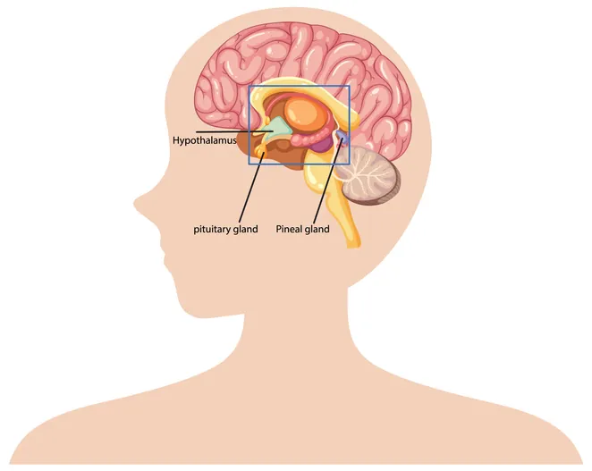 Detailed diagram of brain glands and structures