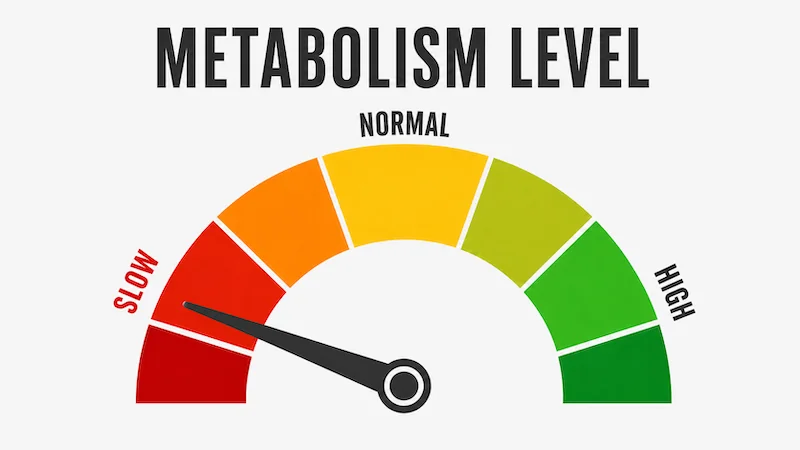 Signs of a Slow Metabolism and What They Really Mean